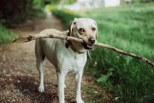 dierenverzekering vergelijken